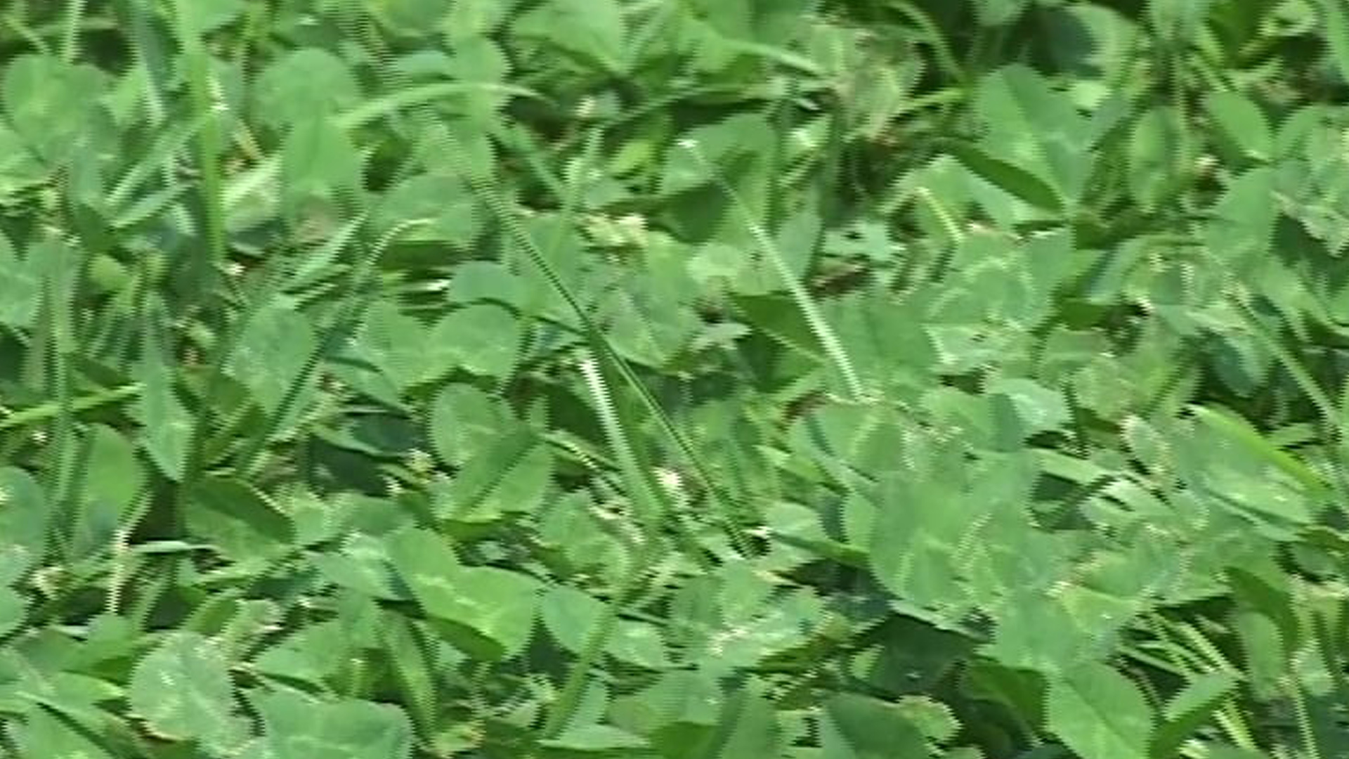 Bataille autour de la pelouse de la Porte d&rsquo;Aix