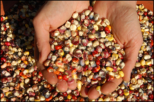 Certificat d’Obtention Végétale